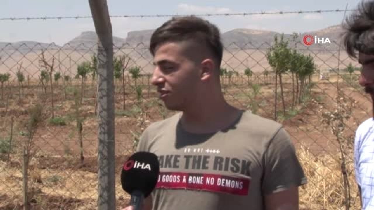 Ağaç kırmasıyla gündeme gelen Türkiye'nin tepki...
