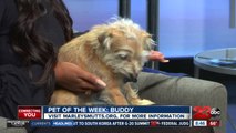 Pet of the Week: Jack Russell Terrier mix Buddy