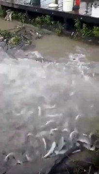Ce qui rode dans ces eaux est terrifiant... Ne pas mettre le pied