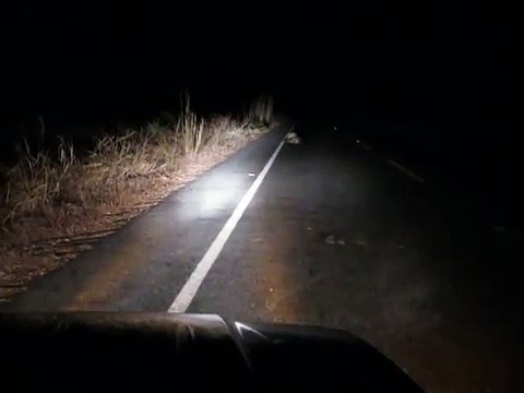 Ce conducteur tombe sur un combat de panthères en pleine route de nuit