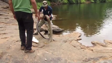 Ces hommes libèrent un cobra royal gigantesque