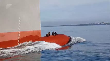3 phoques voyagent sur la proue d'un navire - Australie