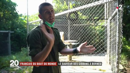 Le combat d'Aurélien pour sauver les gibbons de Bornéo, l'une des espèces les plus menacées au monde