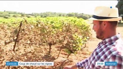 Hérault : les vignobles brûlés par le soleil