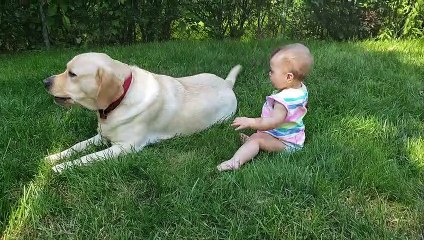 Dog Double Barrels Baby While Playing
