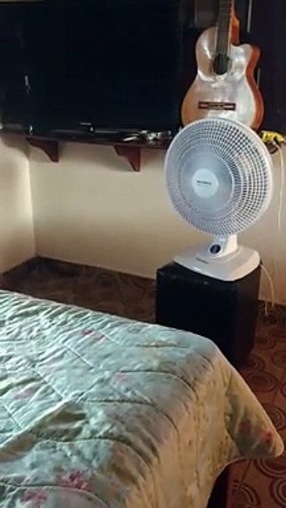 Cat Naps on Bed in Front of Fan