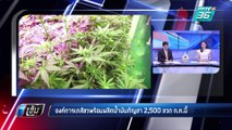 องค์การเภสัชฯพร้อมผลิตน้ำมันกัญชา 2,500ขวด ก.ค.นี้ | เข้มข่าวค่ำ