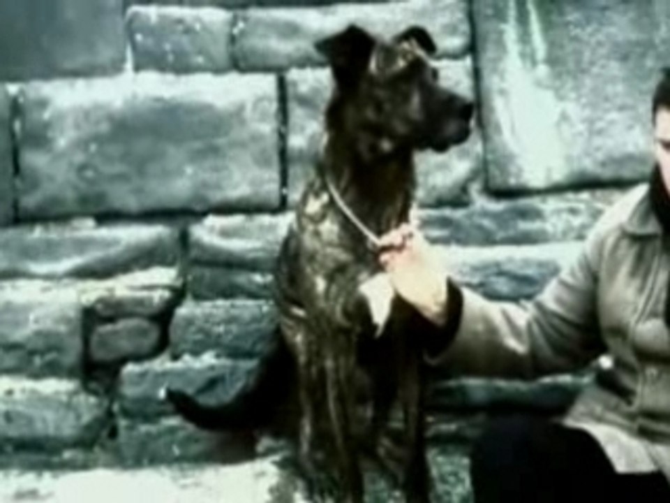 Dog Years