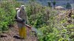Brasil: El Gobierno acelera la liberación del uso de nuevos agrotoxicos en el pais