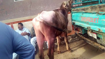 سعر عجل جاموس فى سوق المواشى بابيس اسكندرية 29/6/2019