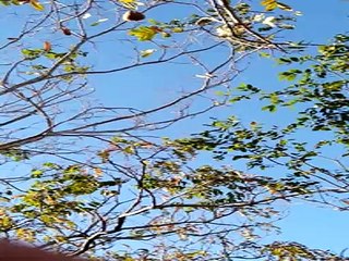 Canta o Bem Ti Vi, Canto Dos Pássaros, Missionário Francinaldo Salviano.