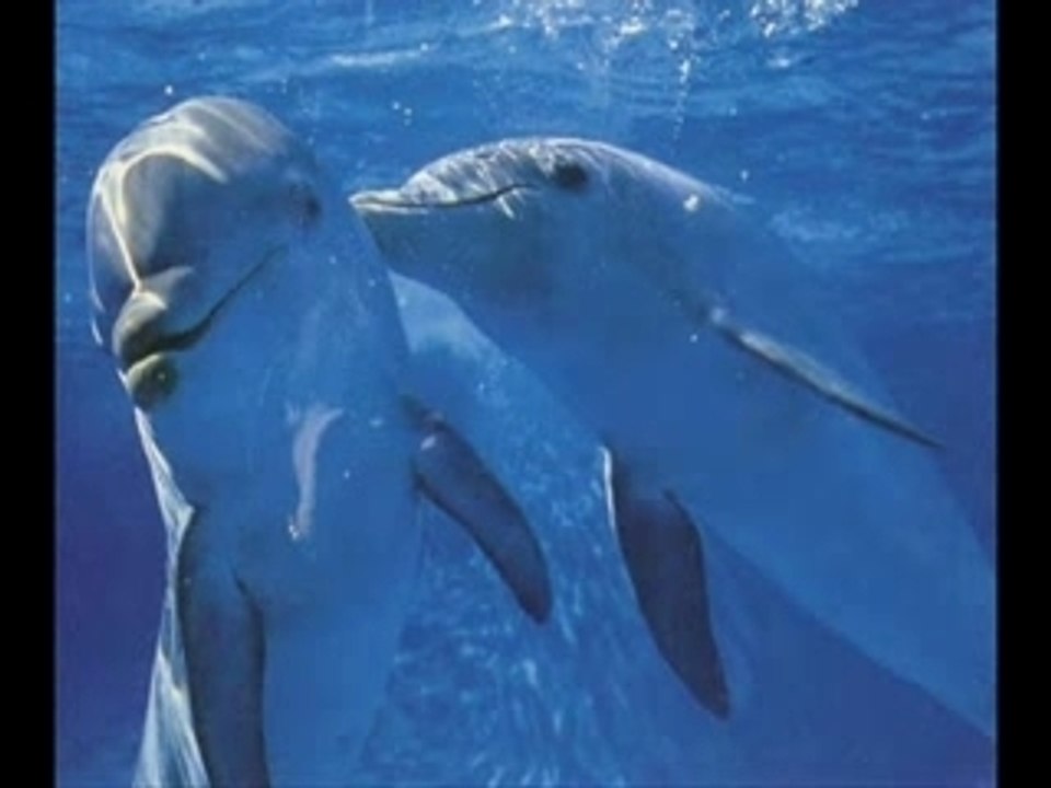Dolphins