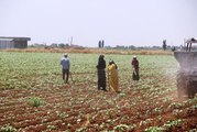 50 lira yevmiye ile 50 derece sıcaklıkta çalışıyorlar