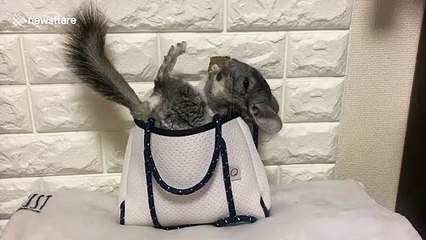 Just an incredibly cute chinchilla in a handbag