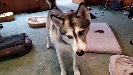 Un husky pas content de s'être fait piquer son jouet par un basset
