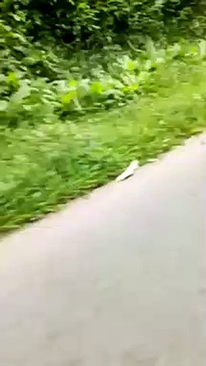 Tiger attack