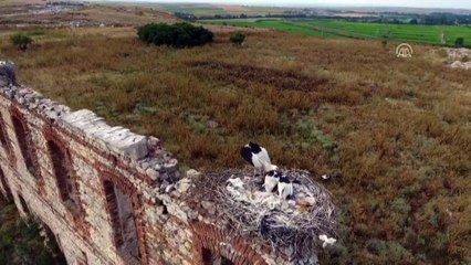 Leylek yavruları uçuşa hazırlanıyor - EDİRNE
