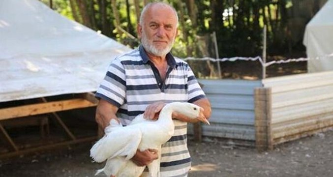 Deneme amacıyla kurduğu kaz çiftliğinden günde bin 500 TL kazanan girişimci, siparişlere yetişemiyor