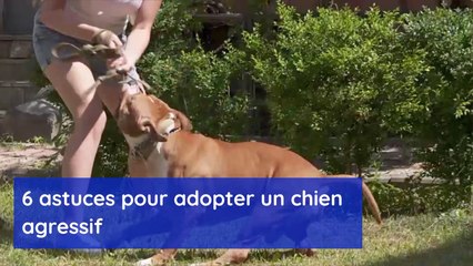 6 astuces pour adopter un chien agressif