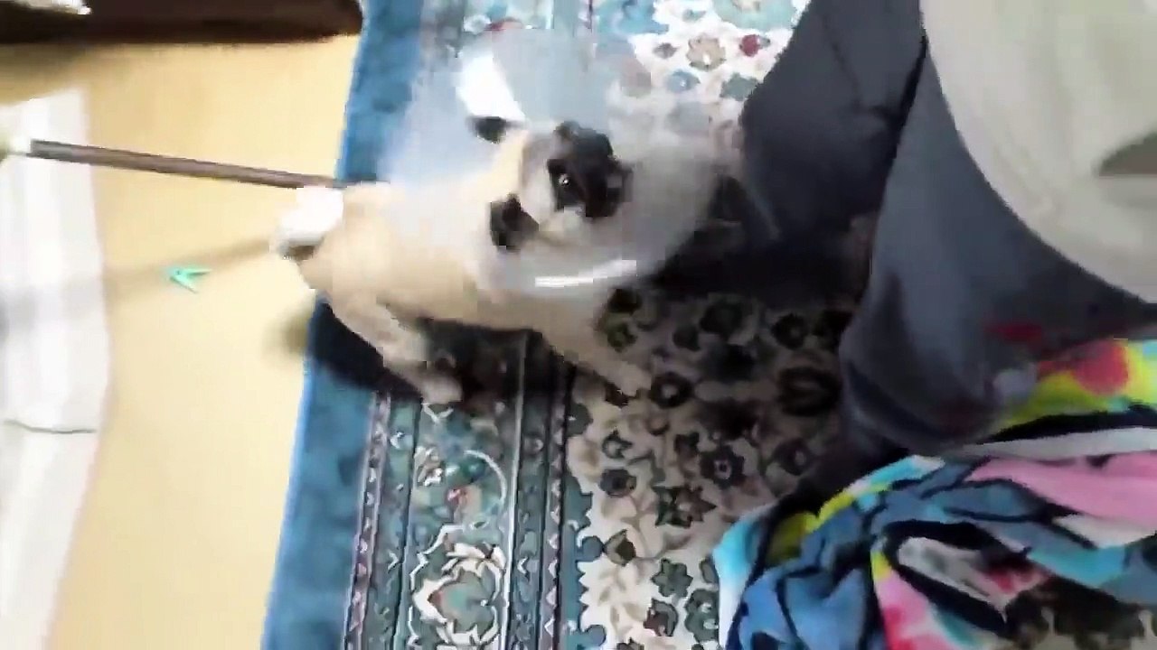 TOP 10 dog barking videos  2016  Dog barking sound - Funny dogs