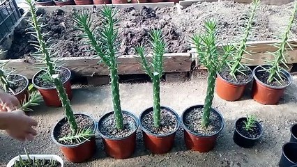 How to grow cactus Austrocylindropuntia subulata