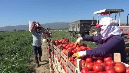 KIŞIN EL YAKAN DOMATES, YAZIN ÜRETİCİYİ ÜZDÜ