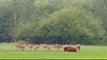 Green farming in UK: Wild farm lets livestock roam free