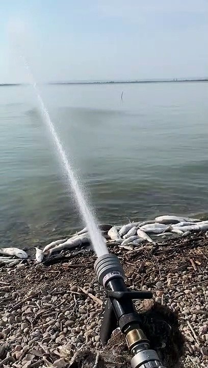 Canicule : plusieurs centaines de poissons morts du côté de Marignane