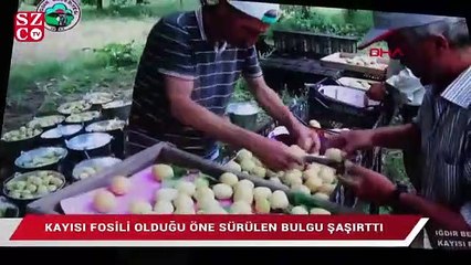 Kayısı fosili olduğu öne sürülen bulgu şaşırttı