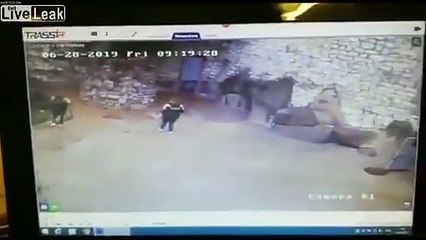 Elle chasse un ours polaire avec un balai !