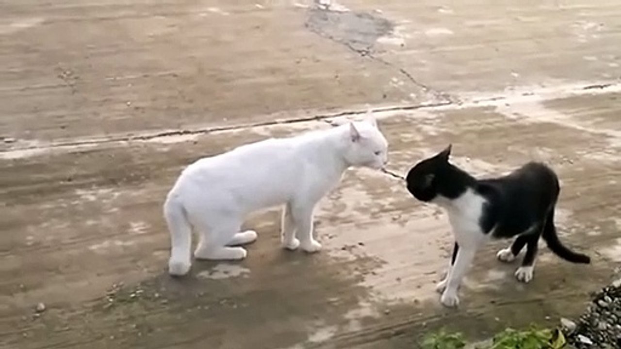 Ce chat a une position très étrange pour faire face à un autre félin