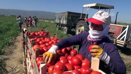 İncirliova'da domates hasadı - AYDIN