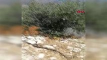 MUĞLA Datça'daki yangında 20 hektar makilik alan yandı