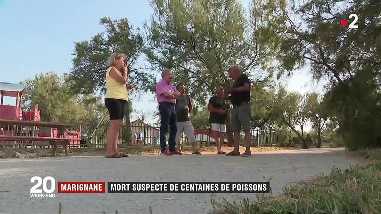 Canicule : des centaines de poissons retrouvés morts dans un étang de Marignane
