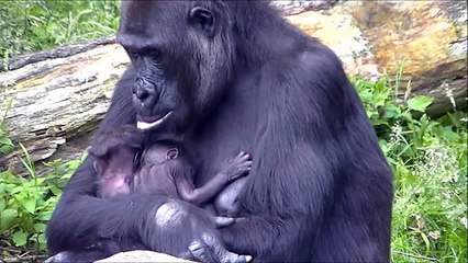 13 day old gorillatwin @Burgers' Zoo