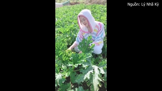 LÝ NHÃ KỲ KHOE VƯỜN RAU TỰ TRỒNG - YANNEWS