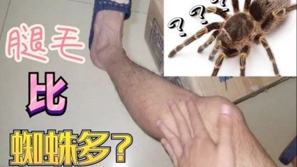 性感UP展示什么叫纯天然黑丝美腿，腿毛数量堪比毛蜘蛛！