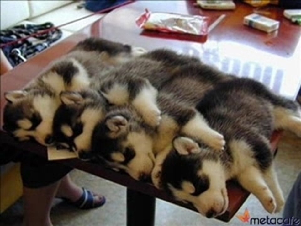 funny Video 892 (blukorfinance.blogspot.com)
