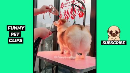 Tik Tok Pets  Funny Cute Animals #17