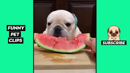 Tik Tok Pets  Funny Cute Animals #18