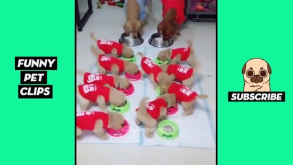 Tik Tok Pets  Funny Cute Animals #20