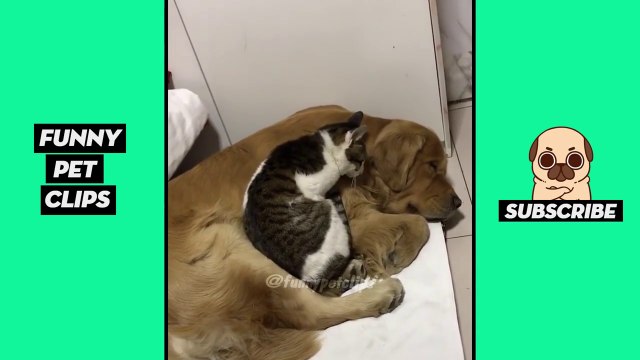 Tik Tok Pets Funny Cute Animals #19