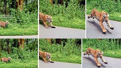 കടുവയില്‍ നിന്ന് രക്ഷപ്പെട്ടത് തലനാരിഴയ്ക്ക് | Oneindia Malayalam