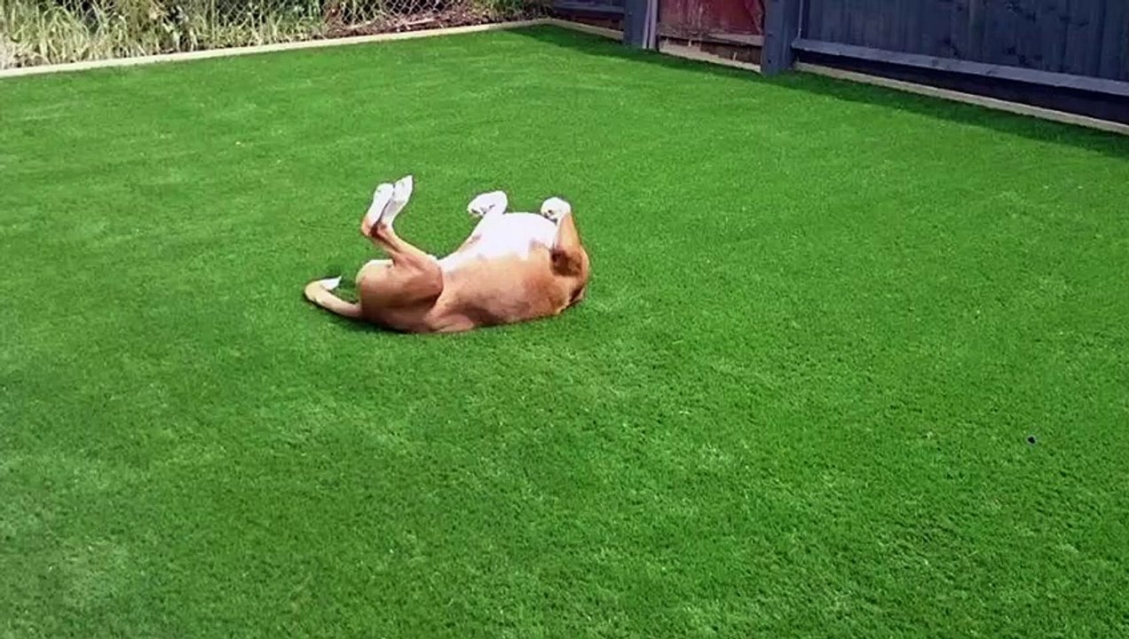 Artificial and Synthetic Grass for Dogs