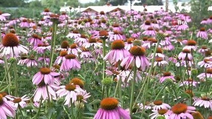 Ana vatanı Kuzey Amerika olan "ekinezya" bitkisini Bursa'da ekip hasadını yaptılar