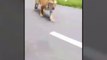 Tiger chases bike riders on roads in Wayanad wildlife sanctuary Kerala #tiger #chases #bikeriders #kerala