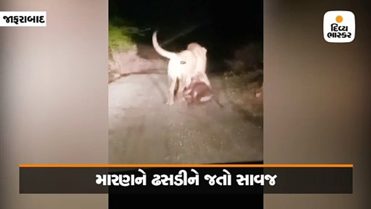 જાફરાબાદ નજીક ડાલામથ્થો સિંહ પશુનો શિકાર કરી વા...