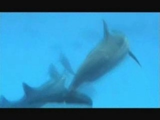 nager aves les dauphins