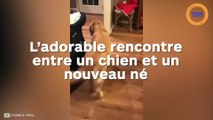 L'adorable rencontre entre un chien et un nouveau né
