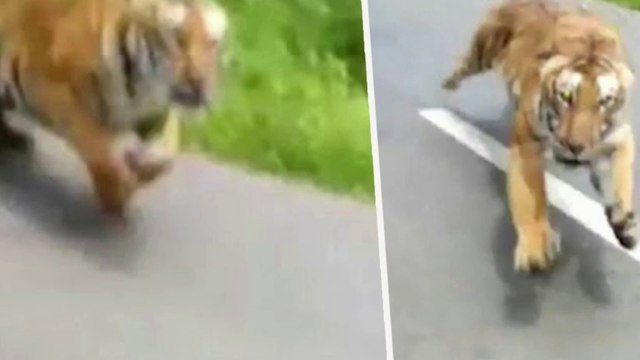Un motard échappe de justesse à un tigre qui le pourchasse